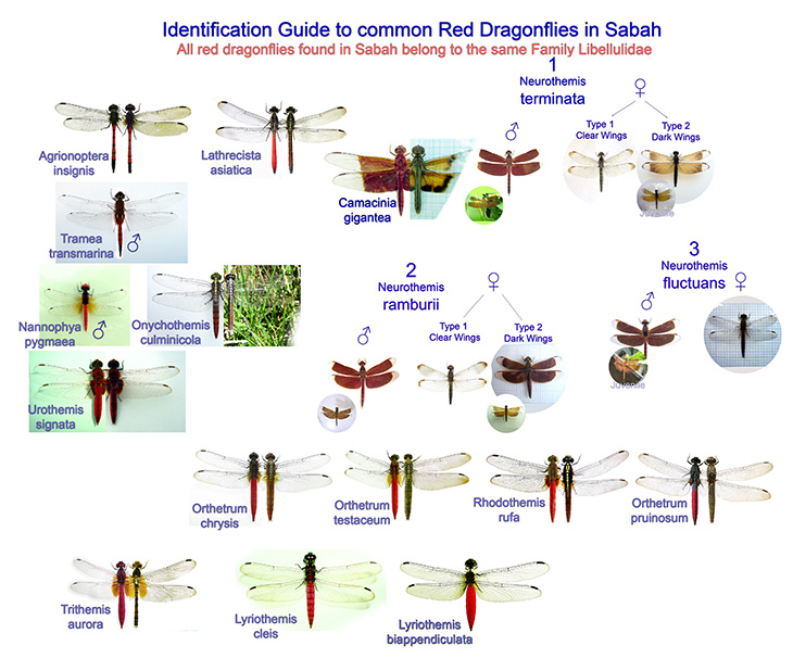 Red Dragonfly of Sabah