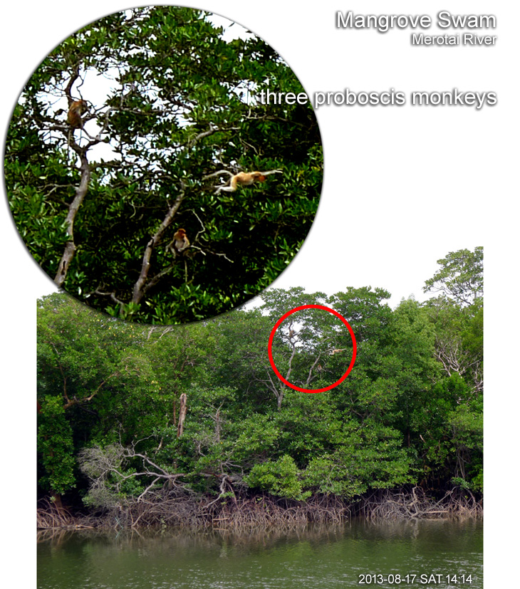 Mangrove Swam, Merotai River and three proboscis monkeys