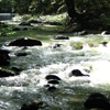 Forest Stream