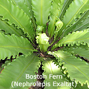 Boston Fern