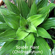 Spider Plant