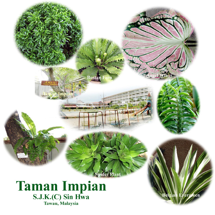 TAMAN IMPIAN of  SJK Sin Hwa Tawau