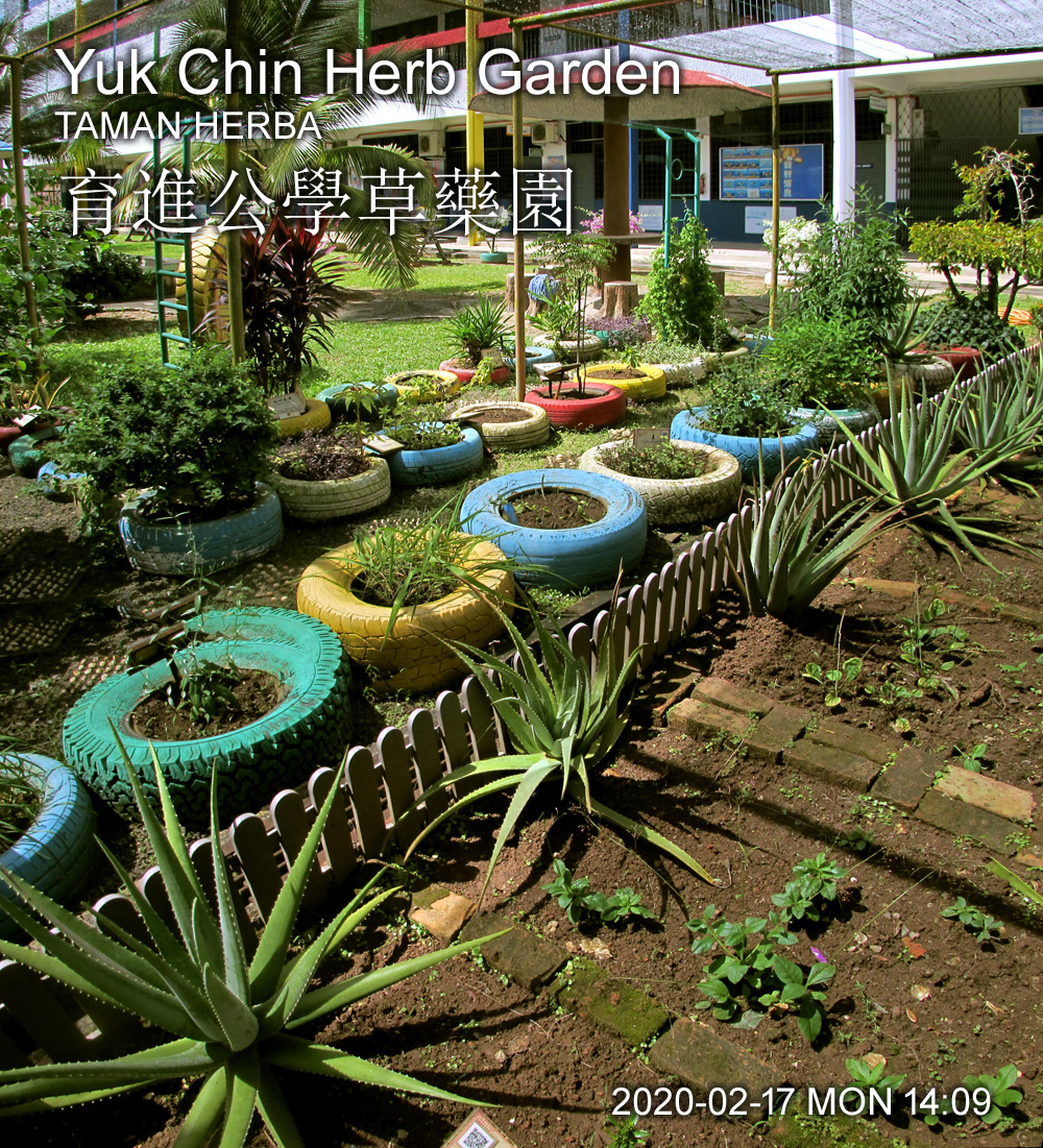 Welcome to Yuk Chin Herb Garden 育進公學草藥園