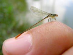 The one kilometer long drainage is home to several species of Dragonflies and Damselflies. Among the species is Sabah smallest damselfly. Agriocnemis femina oryzae Lieftinck, 1962