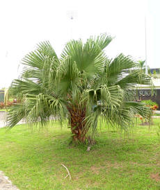 Palm Tree