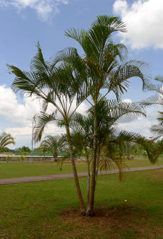 Palm Tree