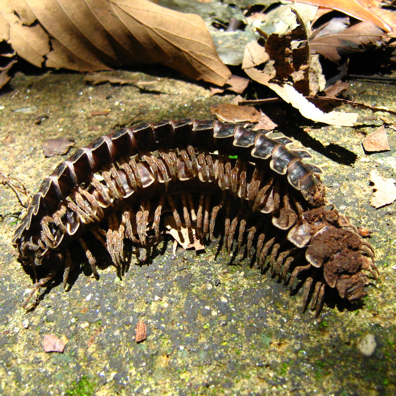 Two dark reddish-brown millipedes lying pressed together in a broad curve on a sunlit rock, seen from above and slightly to the side. The upper animal shows a long row of overlapping plates along its back, each drawn out sideways into a keel edged in cream. The lower animal lies against it, and between and beneath the two bodies the legs stand in a dense even row, short and bristly, every one of them emerging from underneath rather than from the side. Dry brown leaf litter lies behind them.