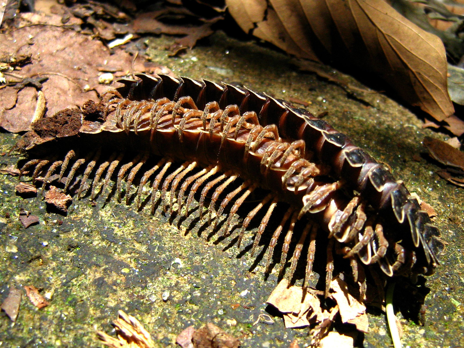 Two dark reddish-brown millipedes pressed closely together on a mossy rock in dappled sunlight, seen from the side and slightly above. The upper animal shows a row of overlapping segment plates along its back, each plate drawn out sideways into a flattened keel with a pale cream edge. Beneath it the second animal's many short bristly legs project downward in a dense even row, all of them attached under the body rather than out to the sides. Dry brown leaf litter surrounds them.
