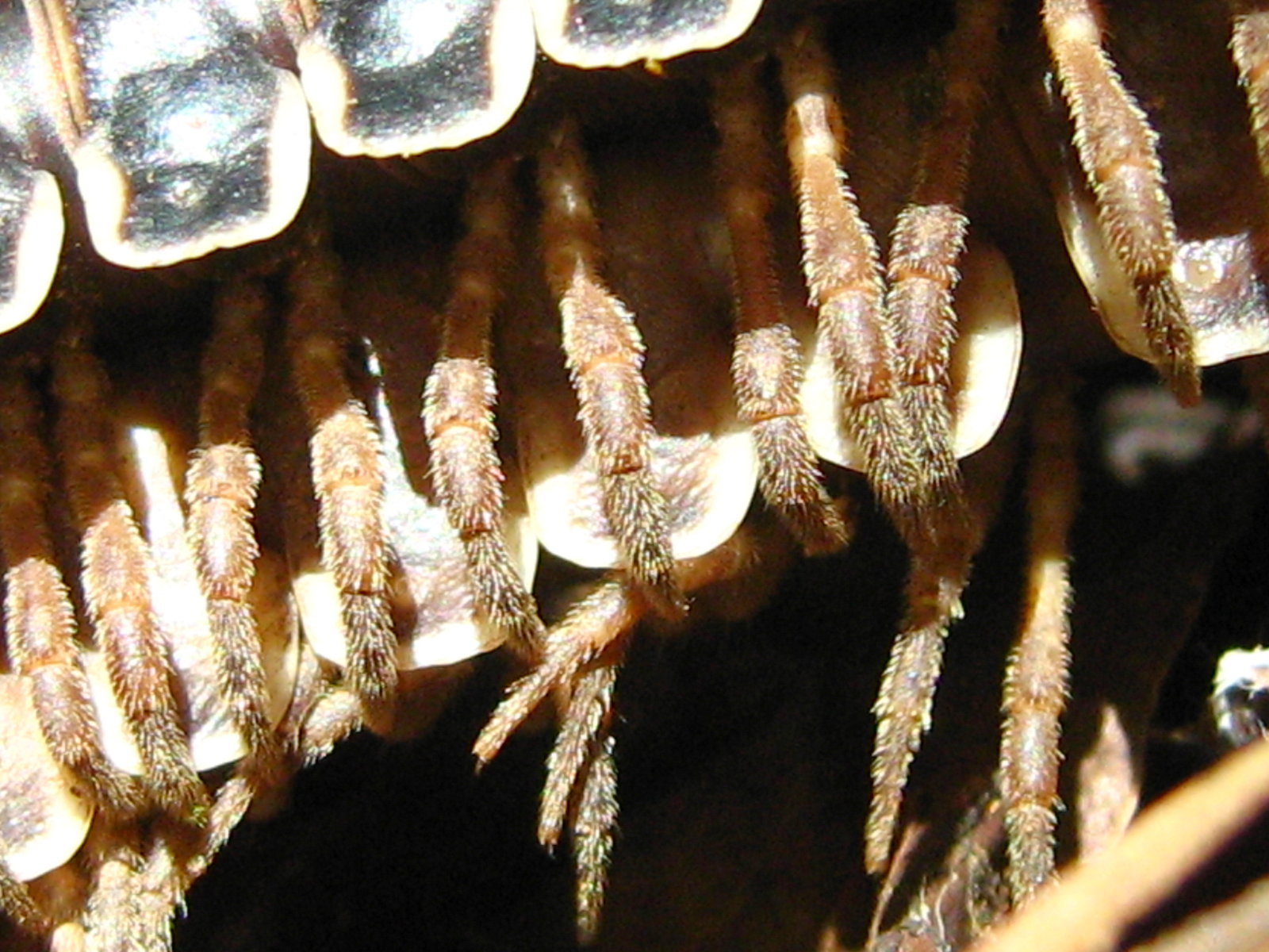 Extreme close-up of the underside of one animal, filling the frame. Short reddish legs covered in stiff pale bristles hang down in pairs, and it is visible that each pale-edged body plate carries two pairs of legs, not one, and that all the legs emerge from the underside of the body rather than from its sides.