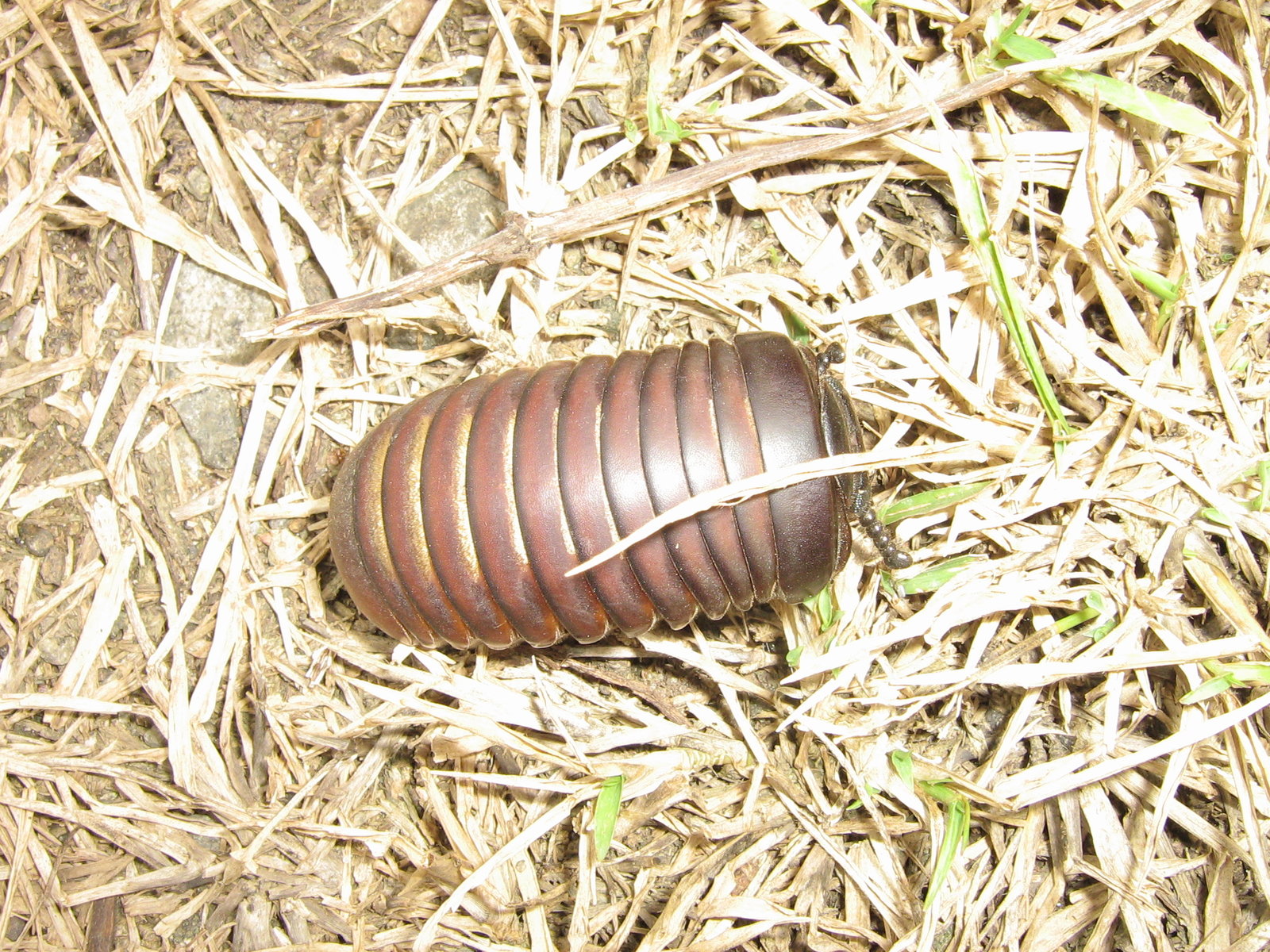 A glossy dark-brown animal rolled into a closed oval, lying on a mat of dry pale grass stems and litter on bare ground. Its body is a series of smoothly overlapping arched plates, each edged with a thin band of amber where it meets the next, giving the whole thing the look of a polished segmented bead. A dry twig lies across the litter above it and a few green grass shoots come through.