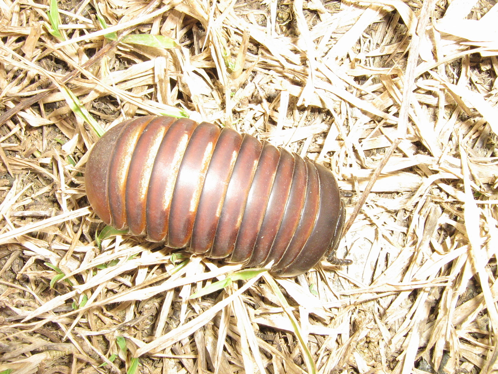 The same animal closer, filling most of the frame, still rolled shut. The overlapping plates run in a regular series from one end to the other, glossy chestnut and near-black with amber highlights along each join, and the surface is smooth and hard-looking. Pale dry grass stems and a few green shoots surround it.