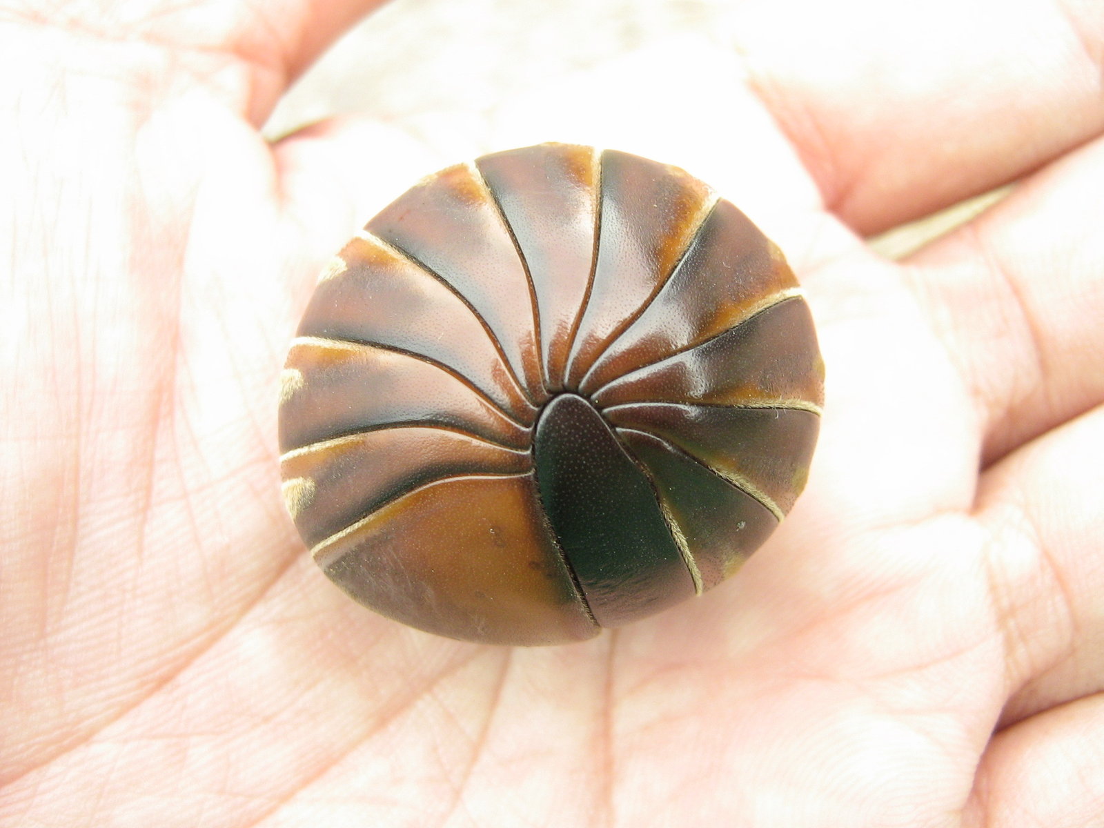 The rolled animal held in an open palm, seen face-on as a near-perfect disc filling the hollow of the hand. Twelve wedge-shaped plates radiate outward from the centre like the segments of a fan, banded in orange and dark olive and separated by fine cream lines. At the centre sits one large, smooth, dark tongue-shaped plate that fills the remaining gap like a stopper. Fingers and palm creases frame it on all sides.