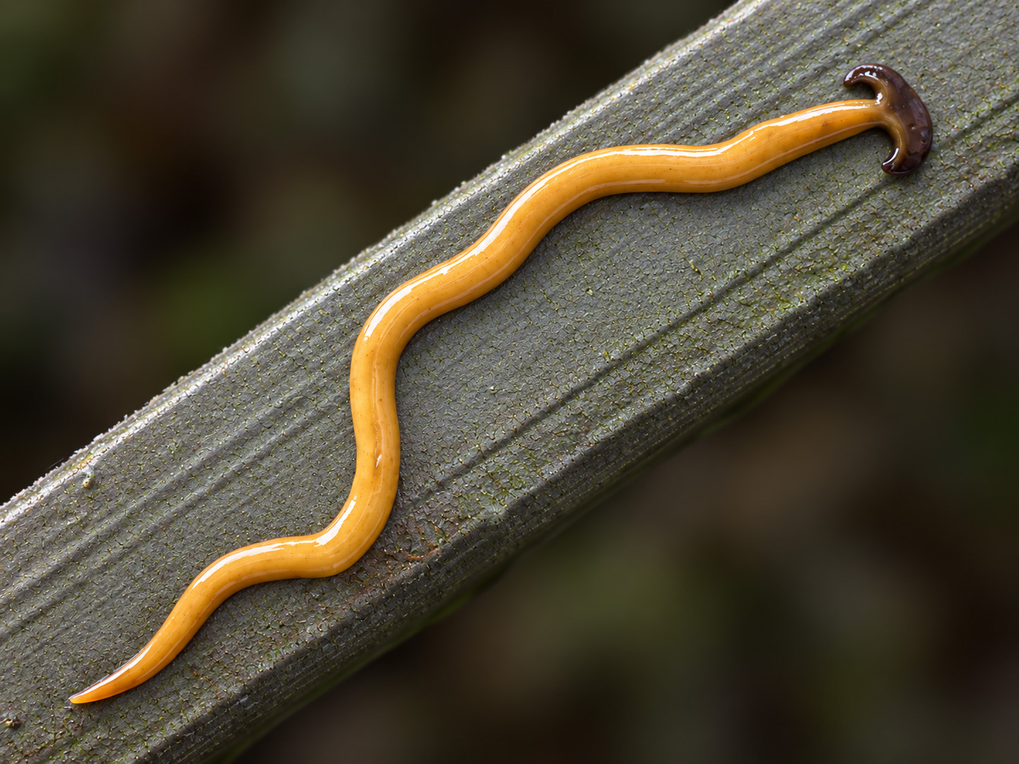 A long, slender orange-yellow flatworm lying in a shallow S-curve along a grey-green leaf blade. Its body is smooth and glossy with a fine pale line running the length of the back, and it tapers to a point at the tail. At the far end the head widens abruptly into a dark brown crescent, shaped like the head of a hammer.