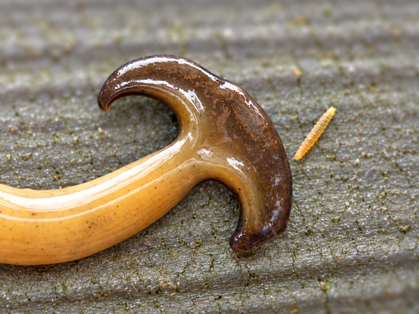 Close view of the flatworm's head. The front of the body flares abruptly outward into a broad dark brown half-moon plate with pointed tips, much wider than the pale orange body behind it, and speckled with fine dark flecks. To the right, on the same leaf surface, lies a small pale yellow segmented larva a few millimetres long.