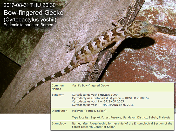 Cyrtodactylus yoshii Hikida, 1990