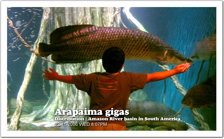 Arapaima gigas