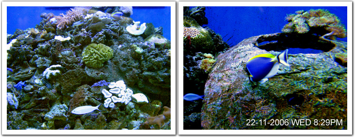Coral Discovery
