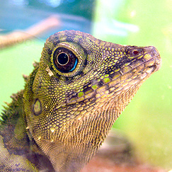 lizard