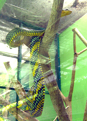 Wagler's Pit-Viper