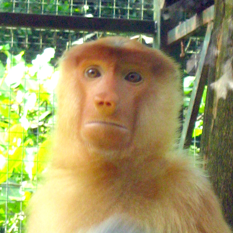 A female is small in size and smaller sharp nose.