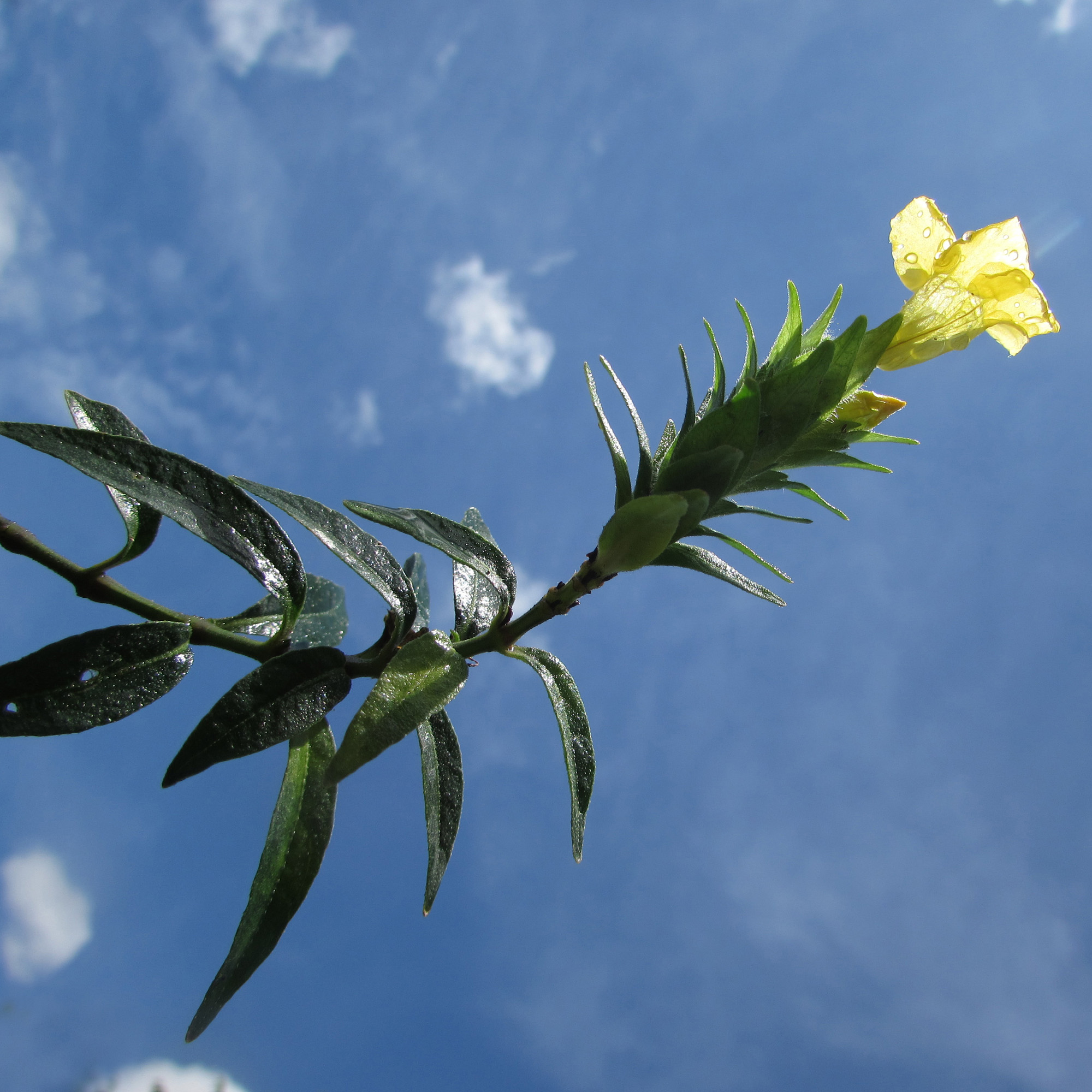 Yellow Blechum pyramidatum 黃色賽山藍