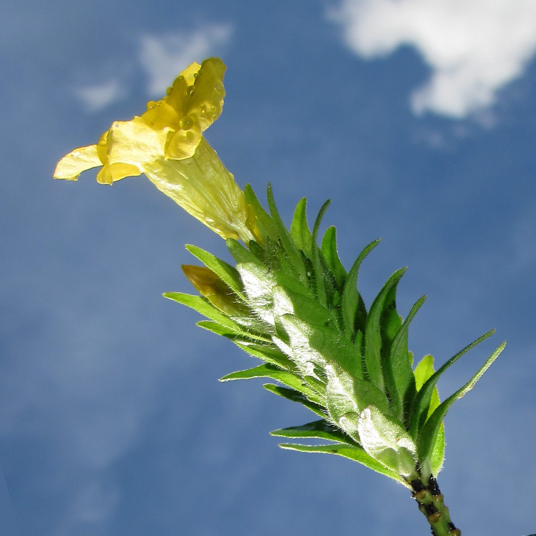 Blechum pyramidatum at Asrama Yayasan Sabah, Tawau
