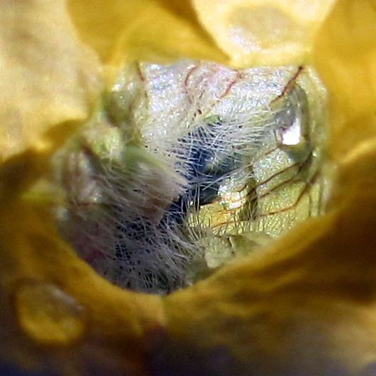 Yellow Blechum pyramidatum 黃色賽山藍