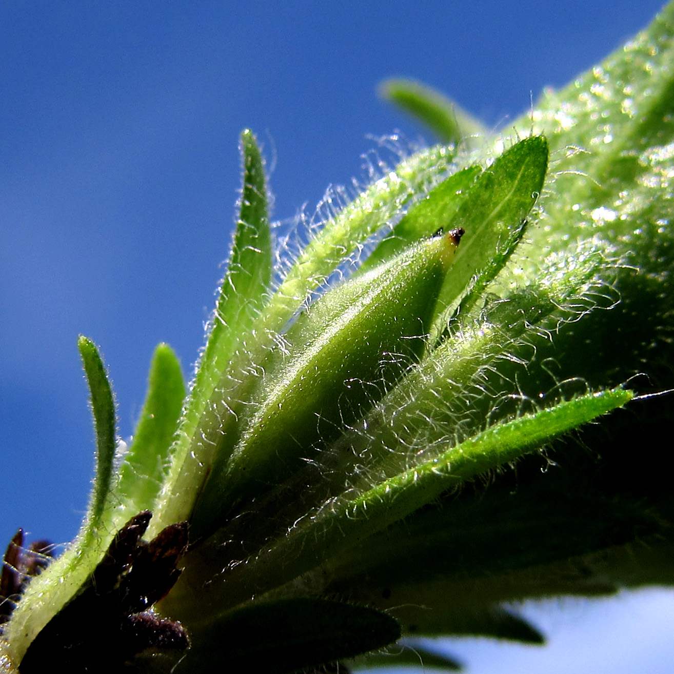 Yellow Blechum pyramidatum 黃色賽山藍