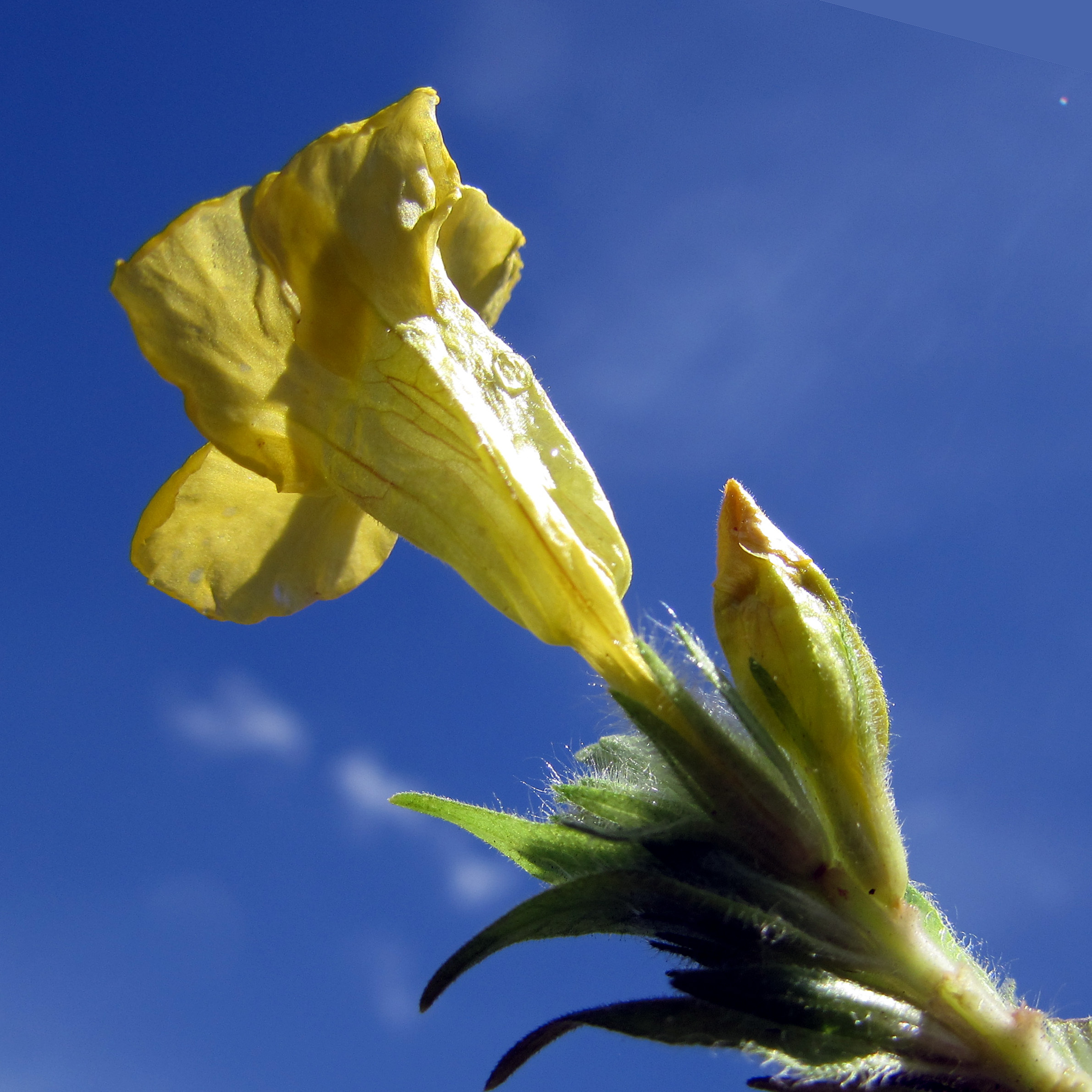 Yellow Blechum pyramidatum 黃色賽山藍