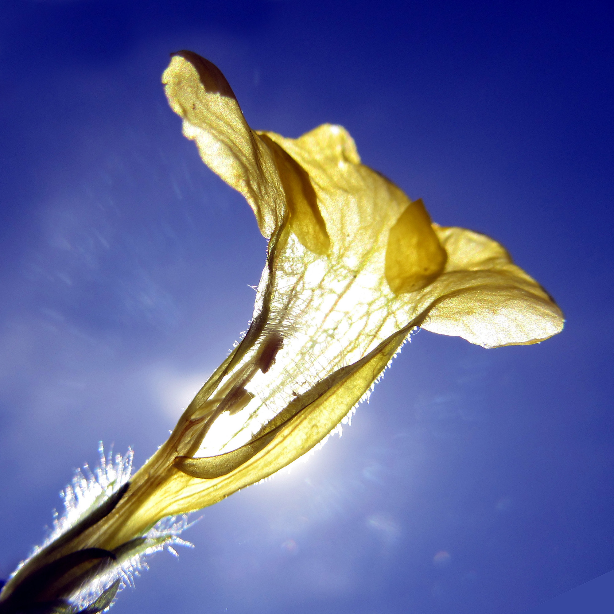 Yellow Blechum pyramidatum 黃色賽山藍