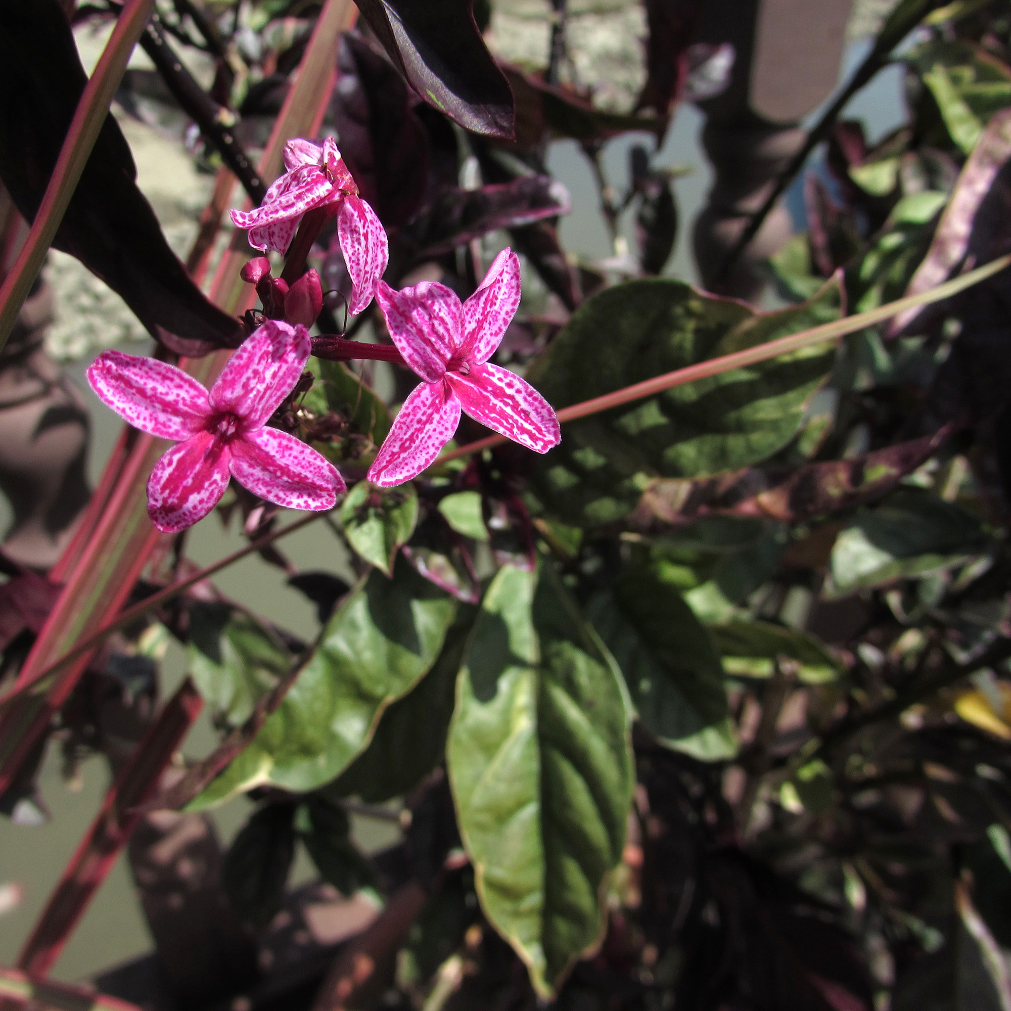 Pseuderanthemum carruthersii pink flower closeup