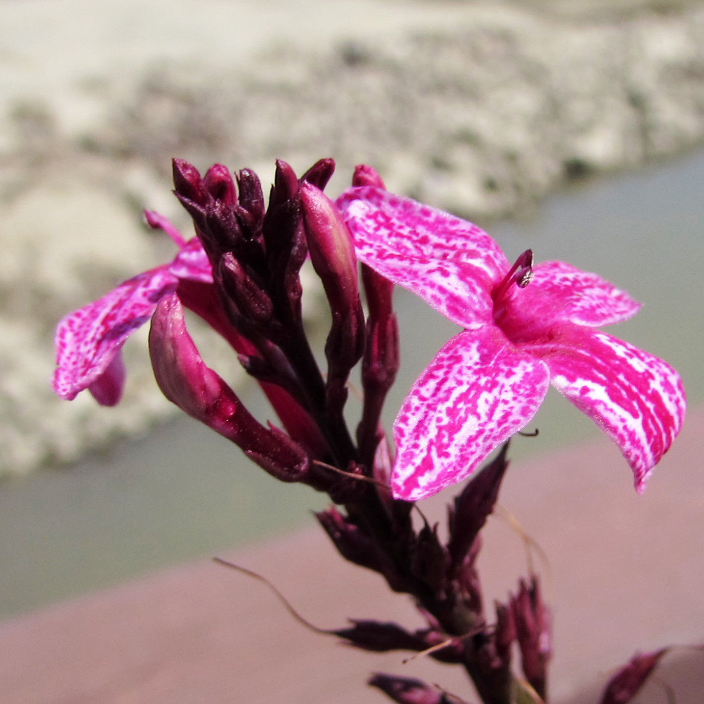 Pseuderanthemum carruthersii