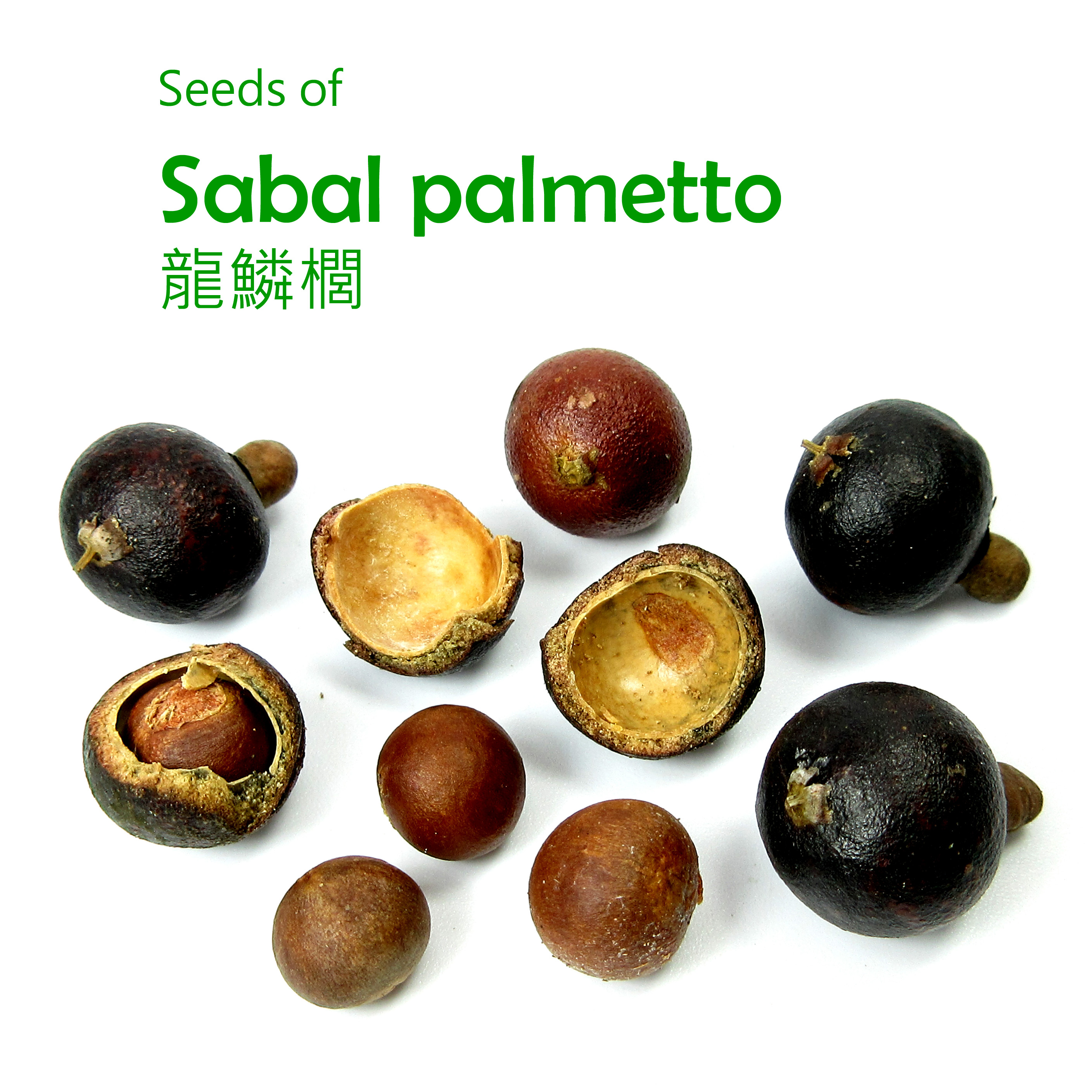 Seeds of Sabal palmetto 菜棕