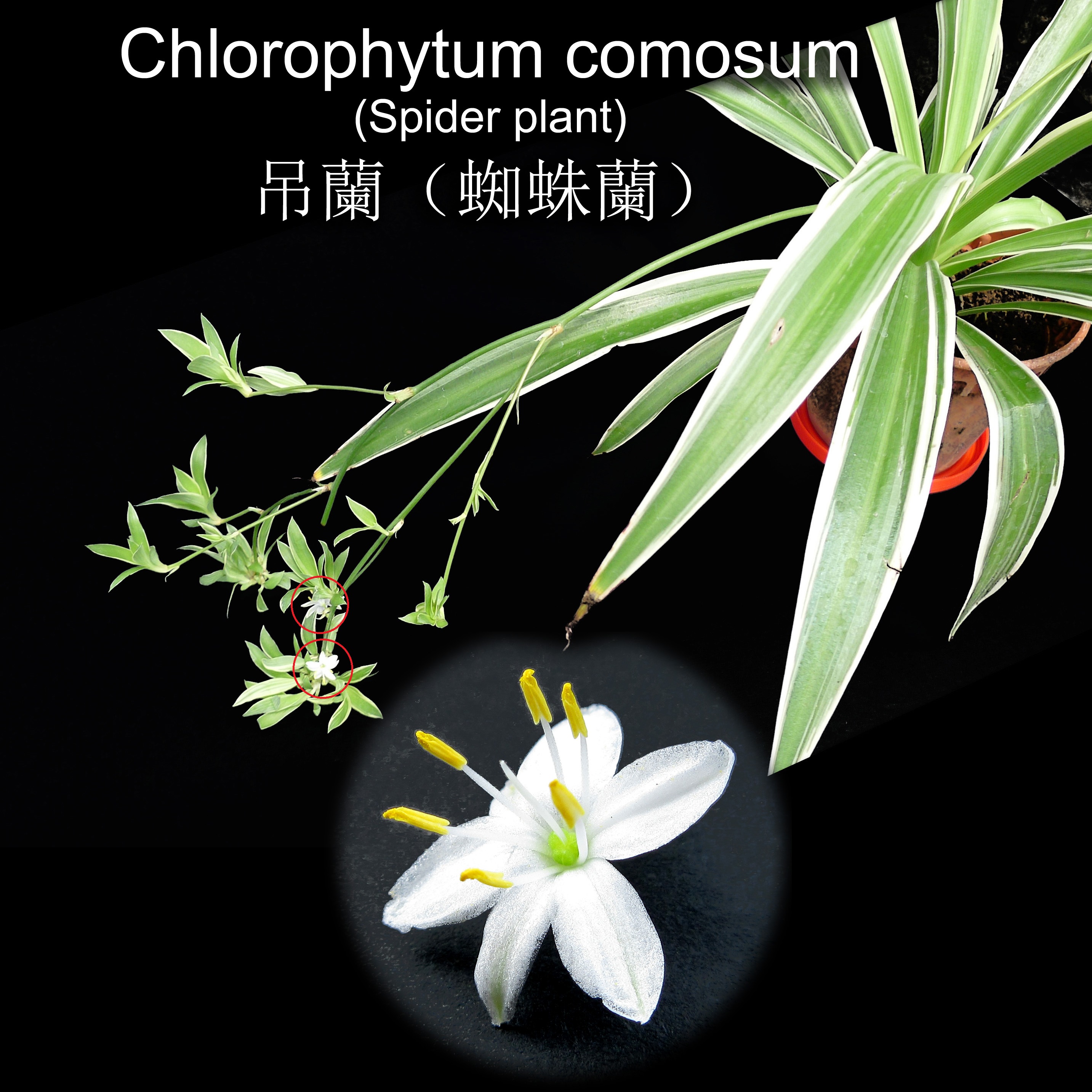 Flower of Chlorophytum comosum (Spider plant) 吊蘭（蜘蛛蘭）
