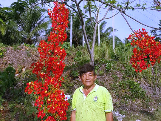 8,000 Flame of the Forest (Delomix Regia)
