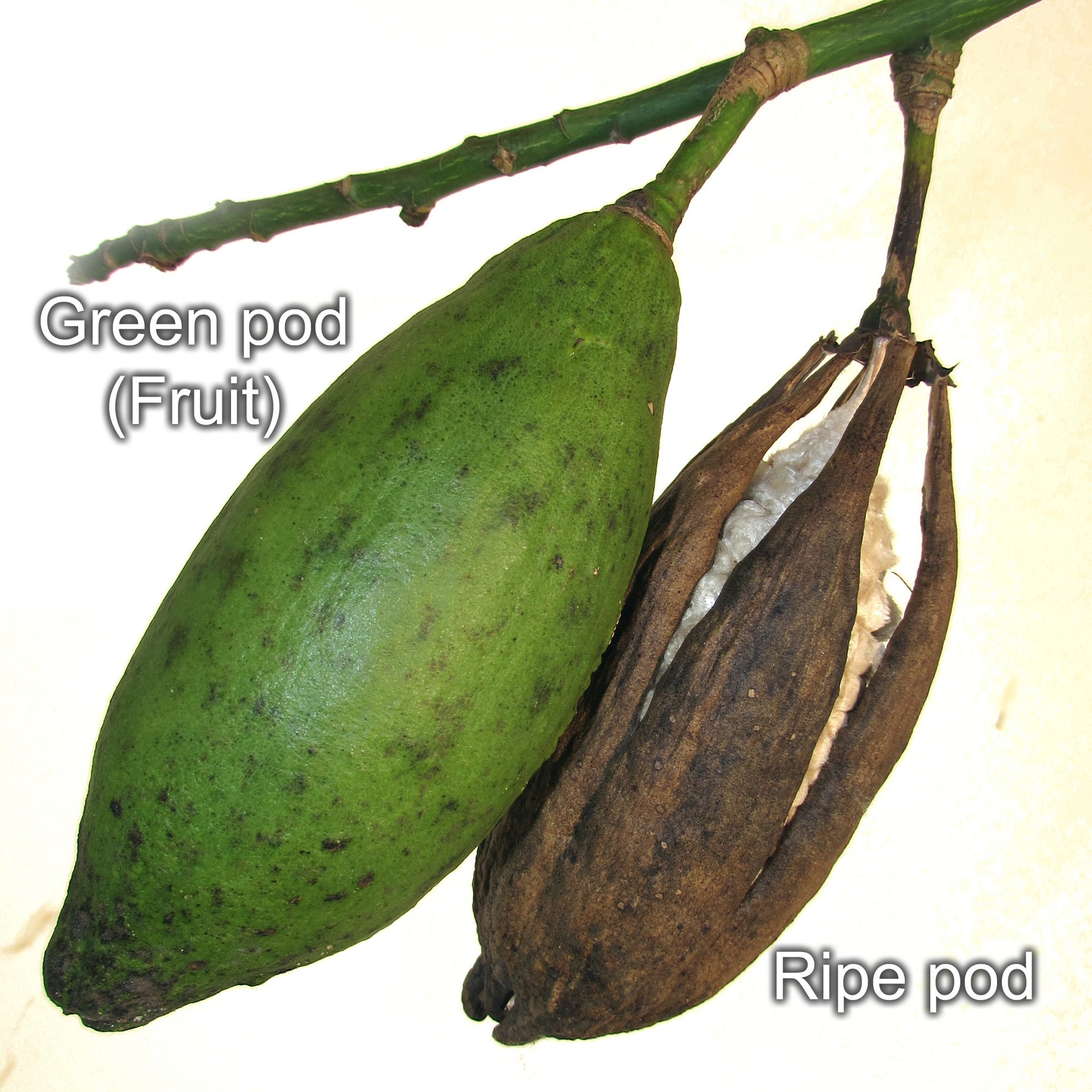 Green pod (Fruit) and  Ripe pod