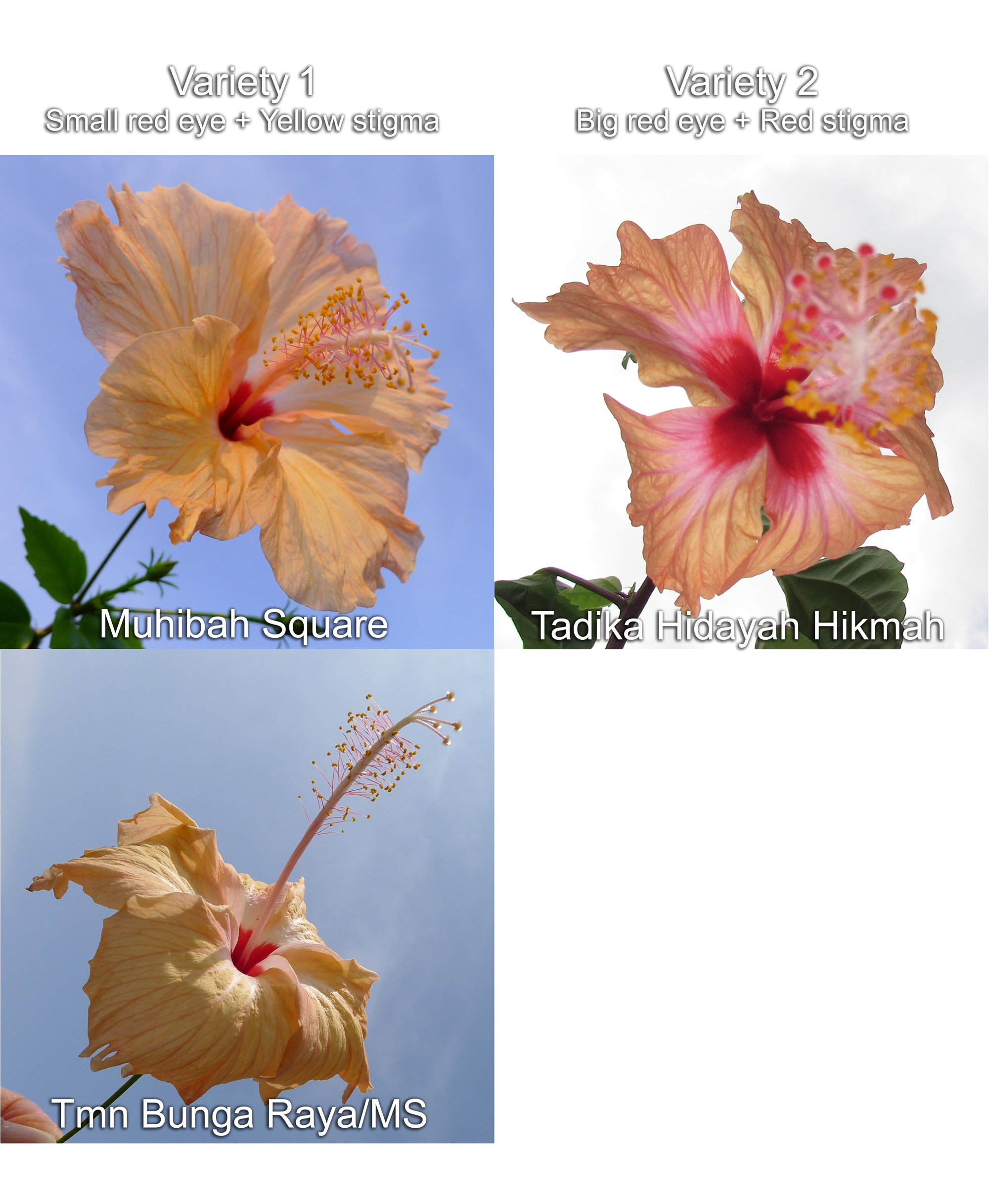 Hibiscus Peach Single Form has two varieties in Tawau