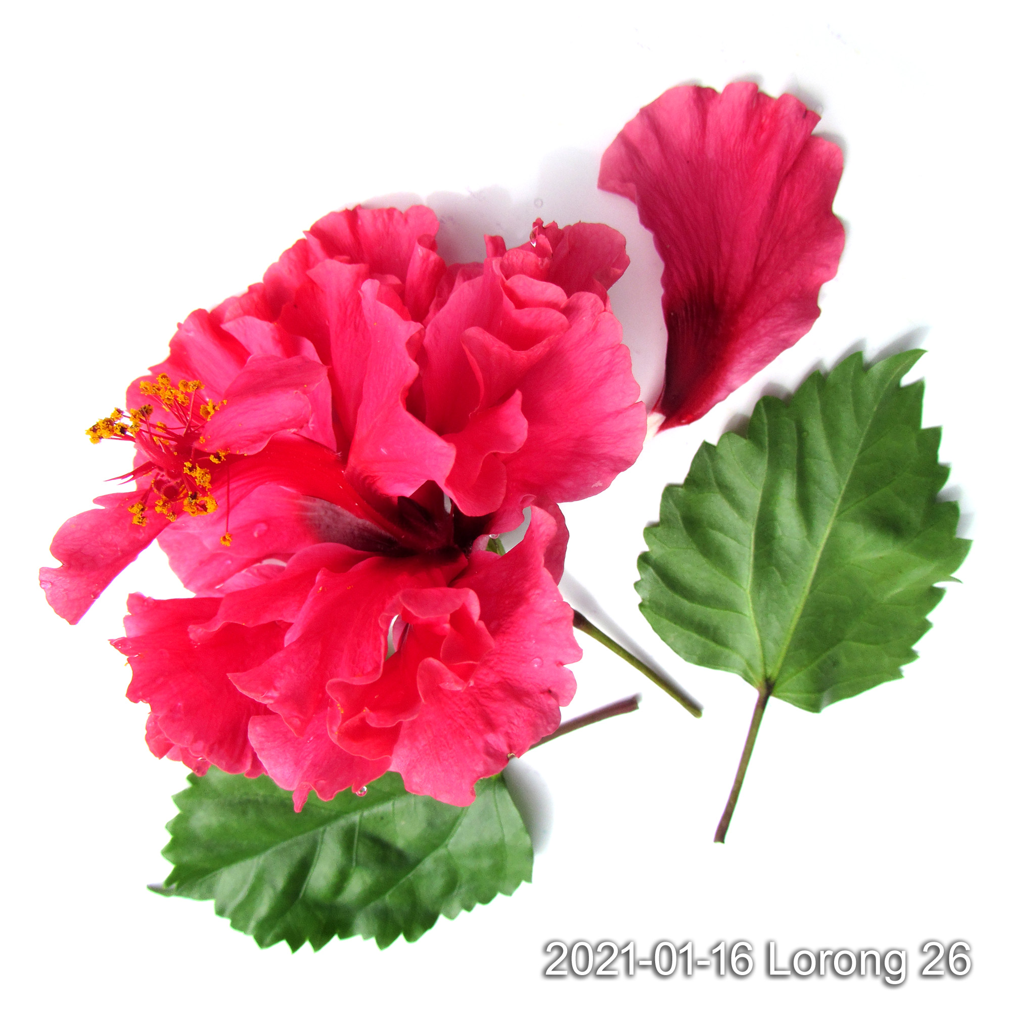 Pinkly Red Big Rose Semarak