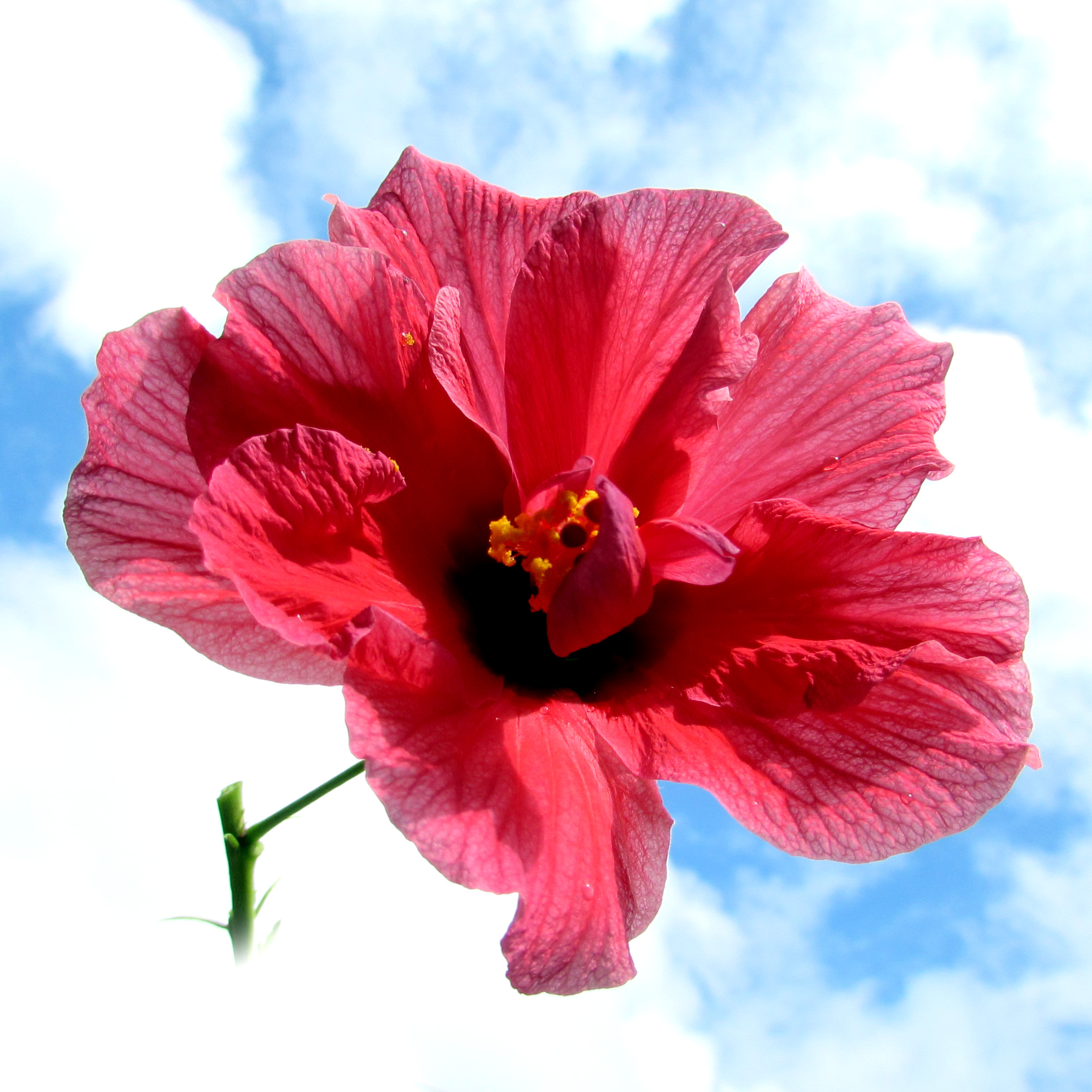 Pinkly Red Big Rose Semarak