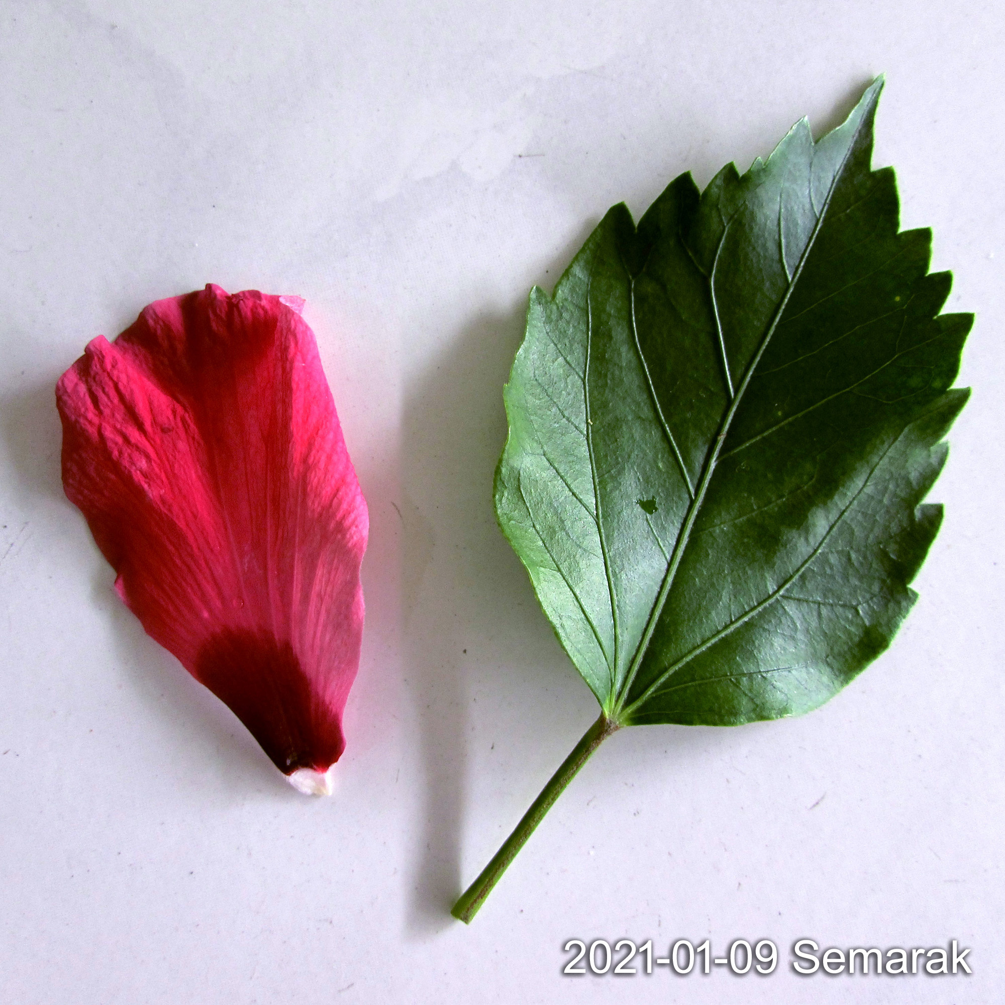 Pinkly Red Big Rose Semarak