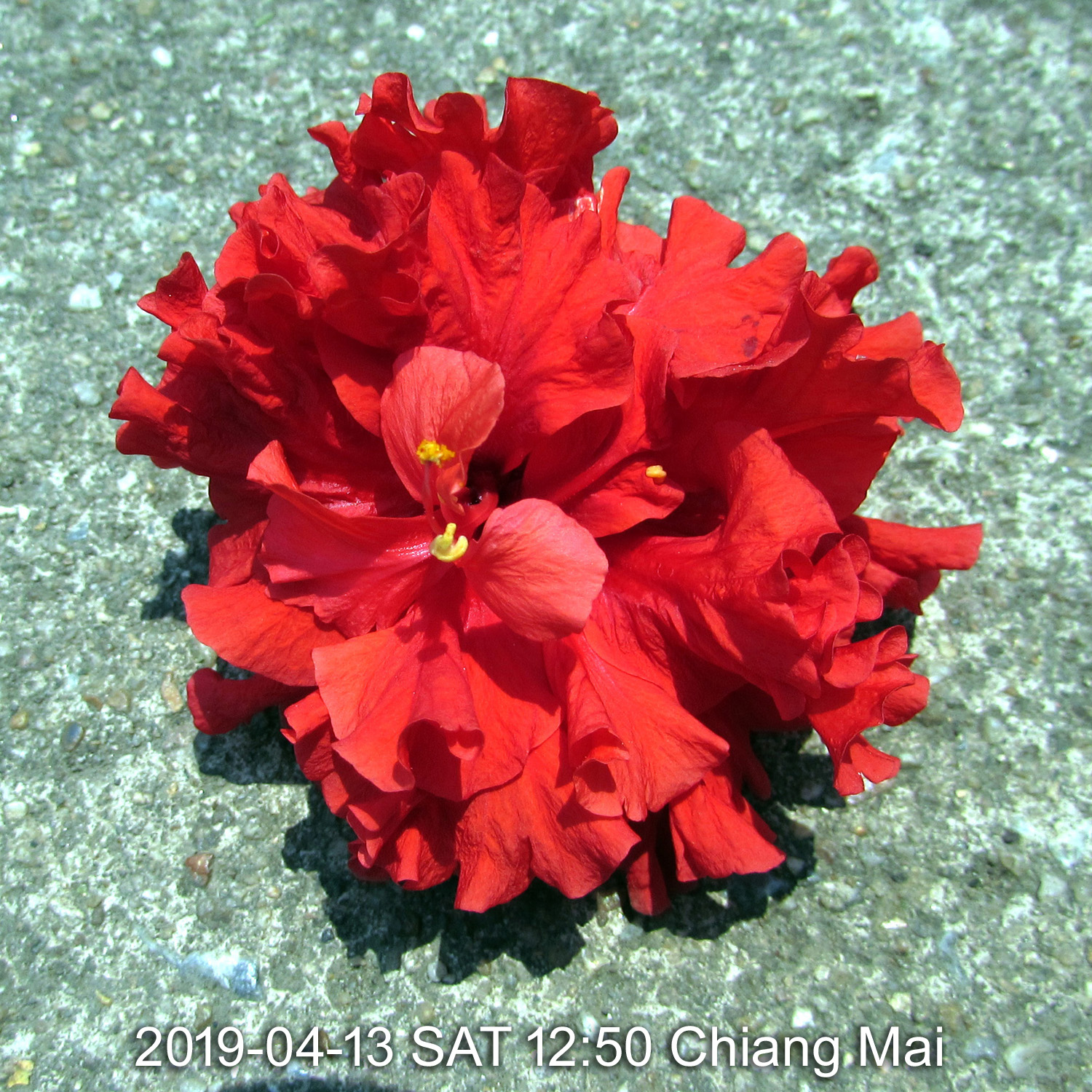 Red Double-Petal Hibiscus(Chinese Rose) in Chiang Mai