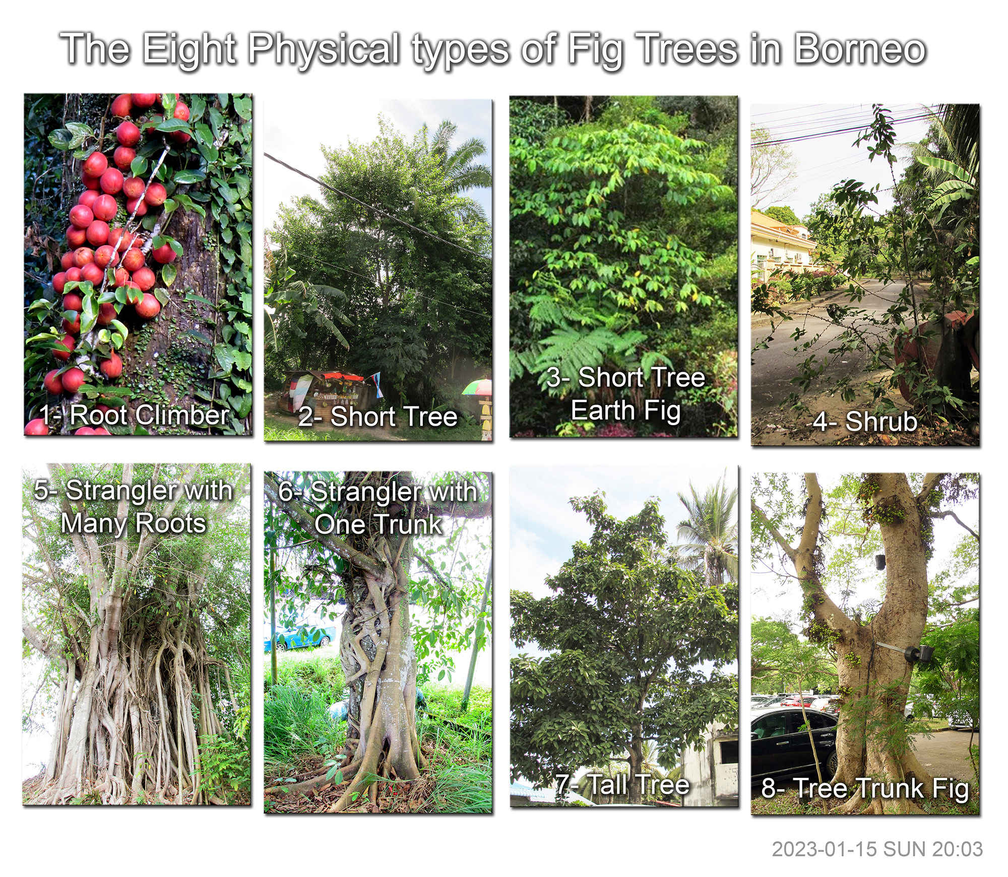 Eight Types of Fig Trees