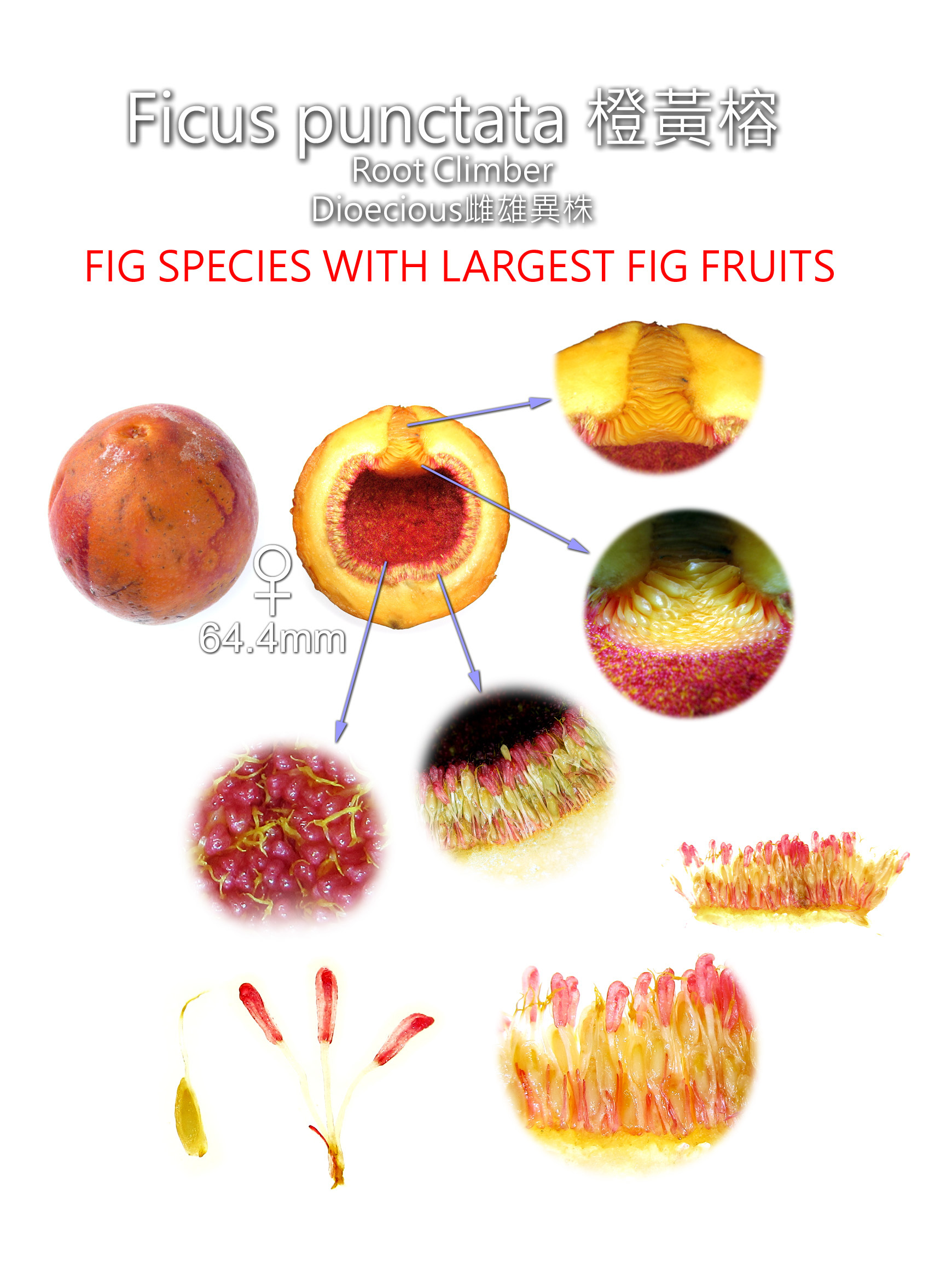 Ficus punctata identification