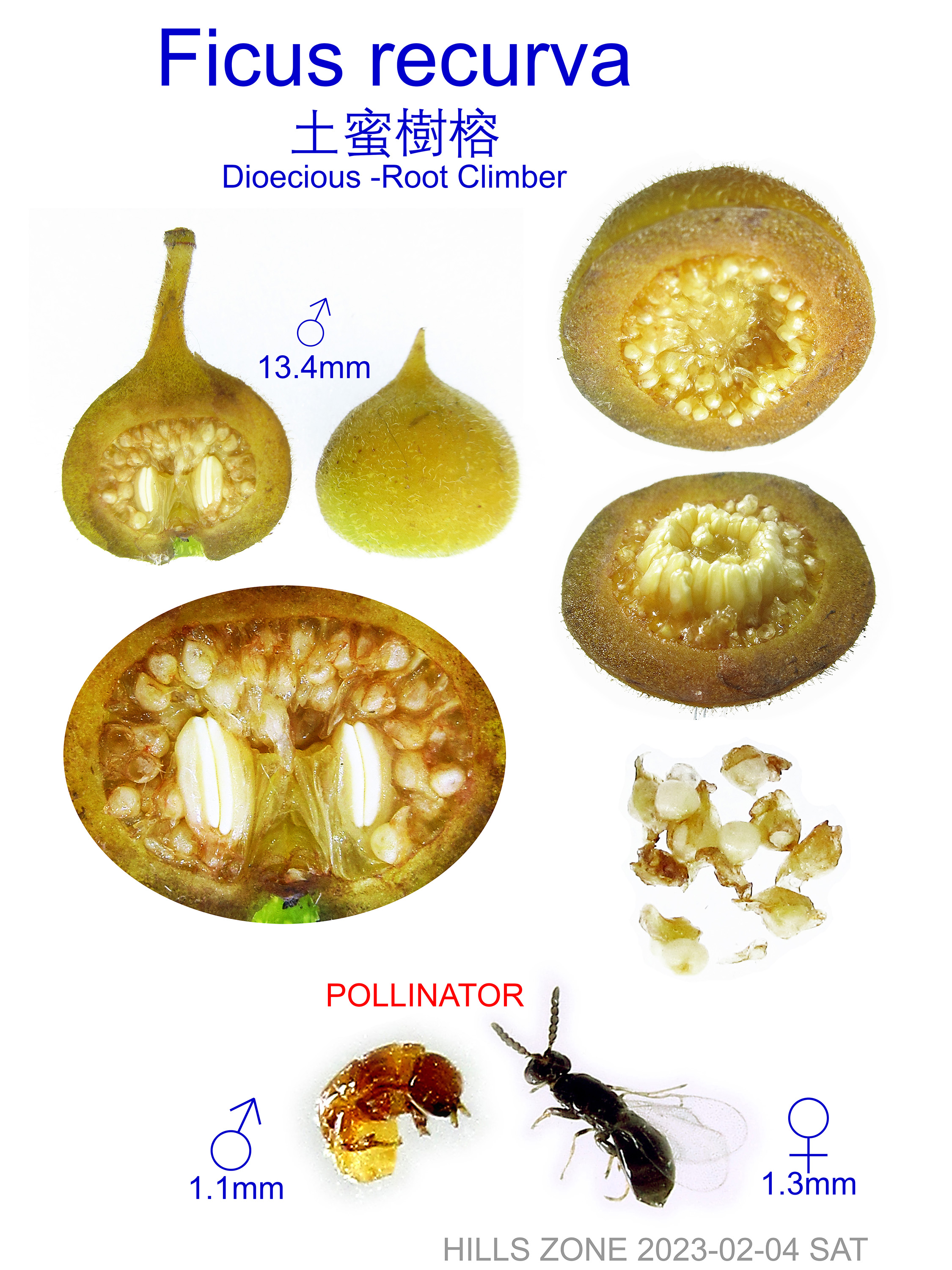 Ficus recurva 土蜜樹榕/雅緻榕/曲榕 Dioecious 雌雄異株