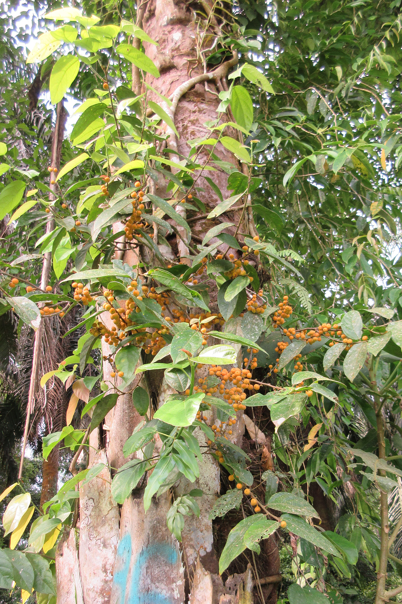 Ficus recurva climbing