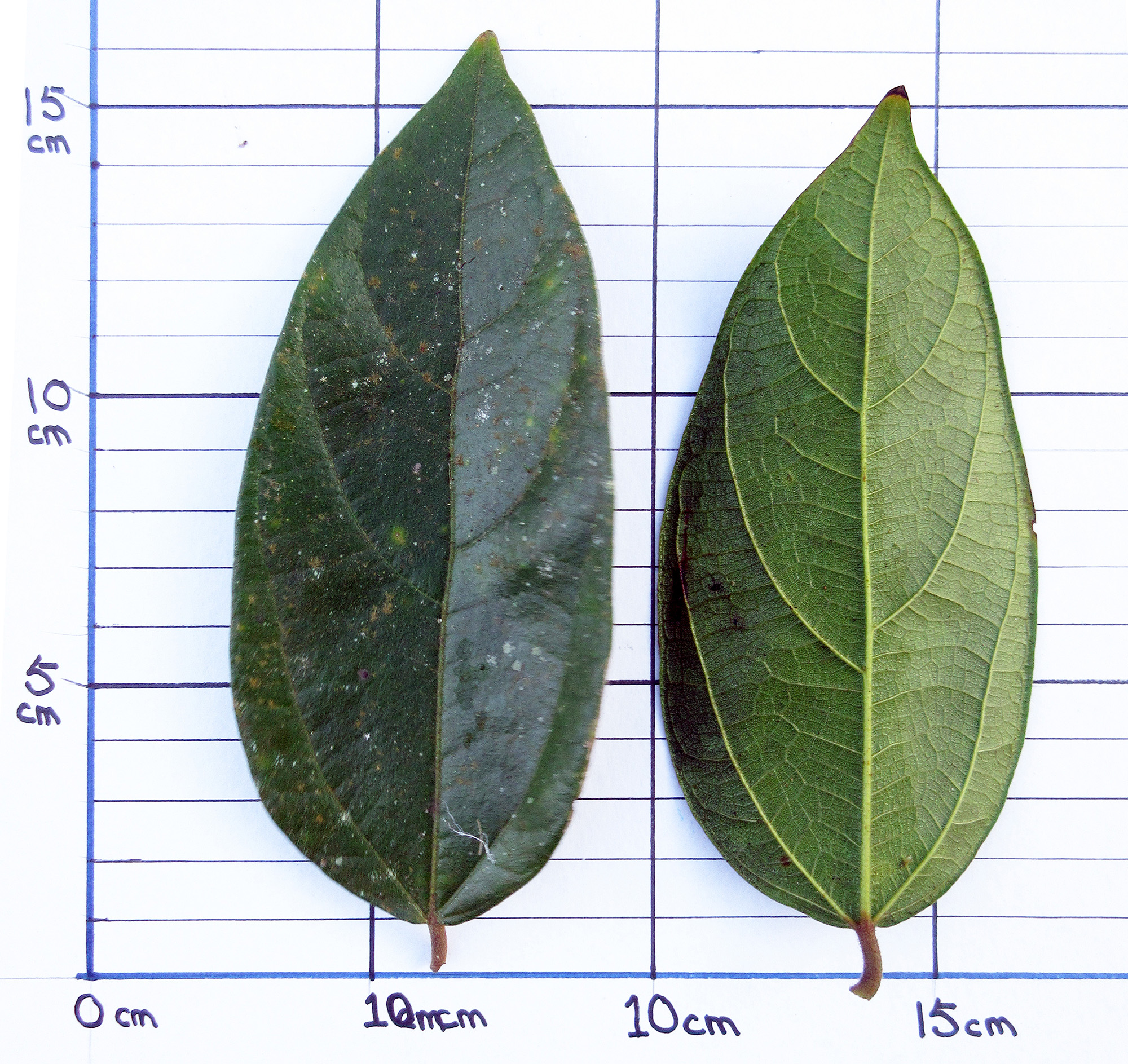 Leave of a Ficus recurva male tree that grown on an old oil palm tree in Sabah.