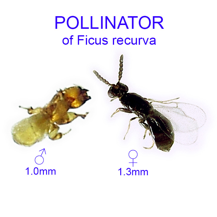 Ficus recurva pollinator