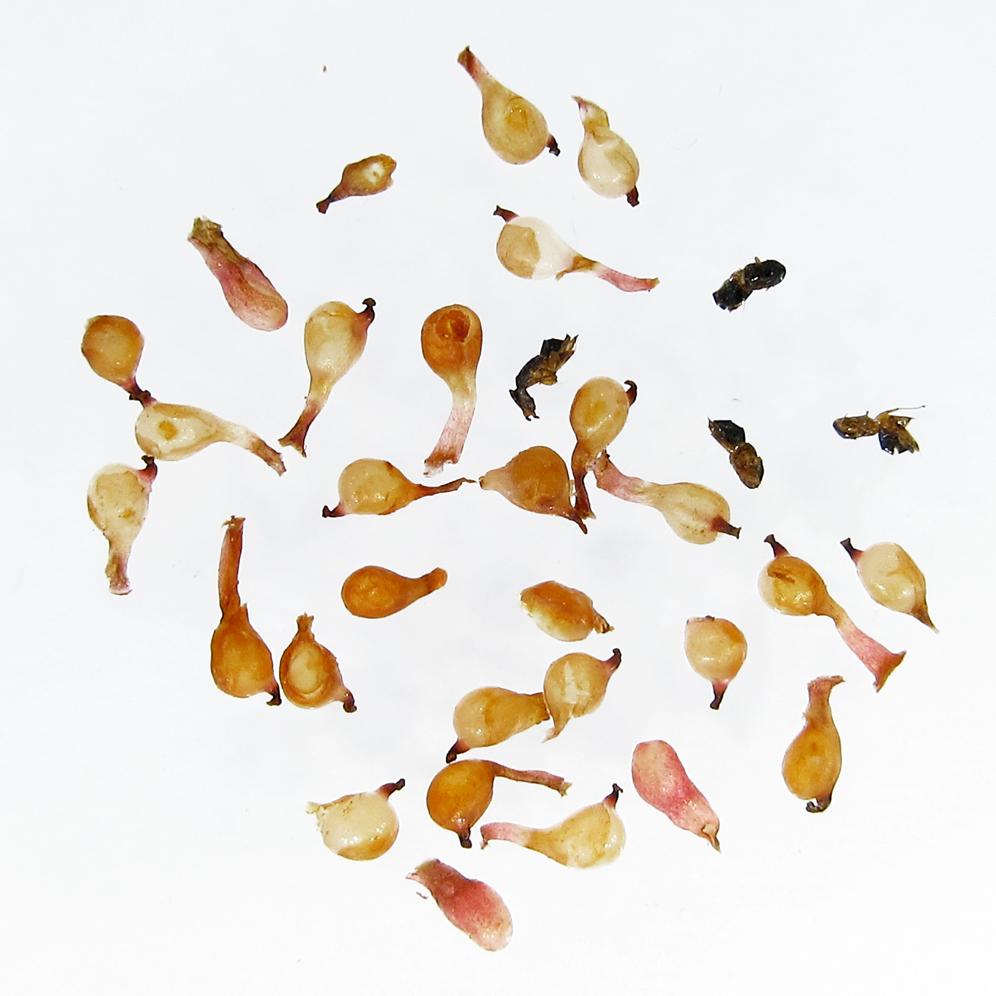 The female pollinators in side this fig are dead after laying eggs