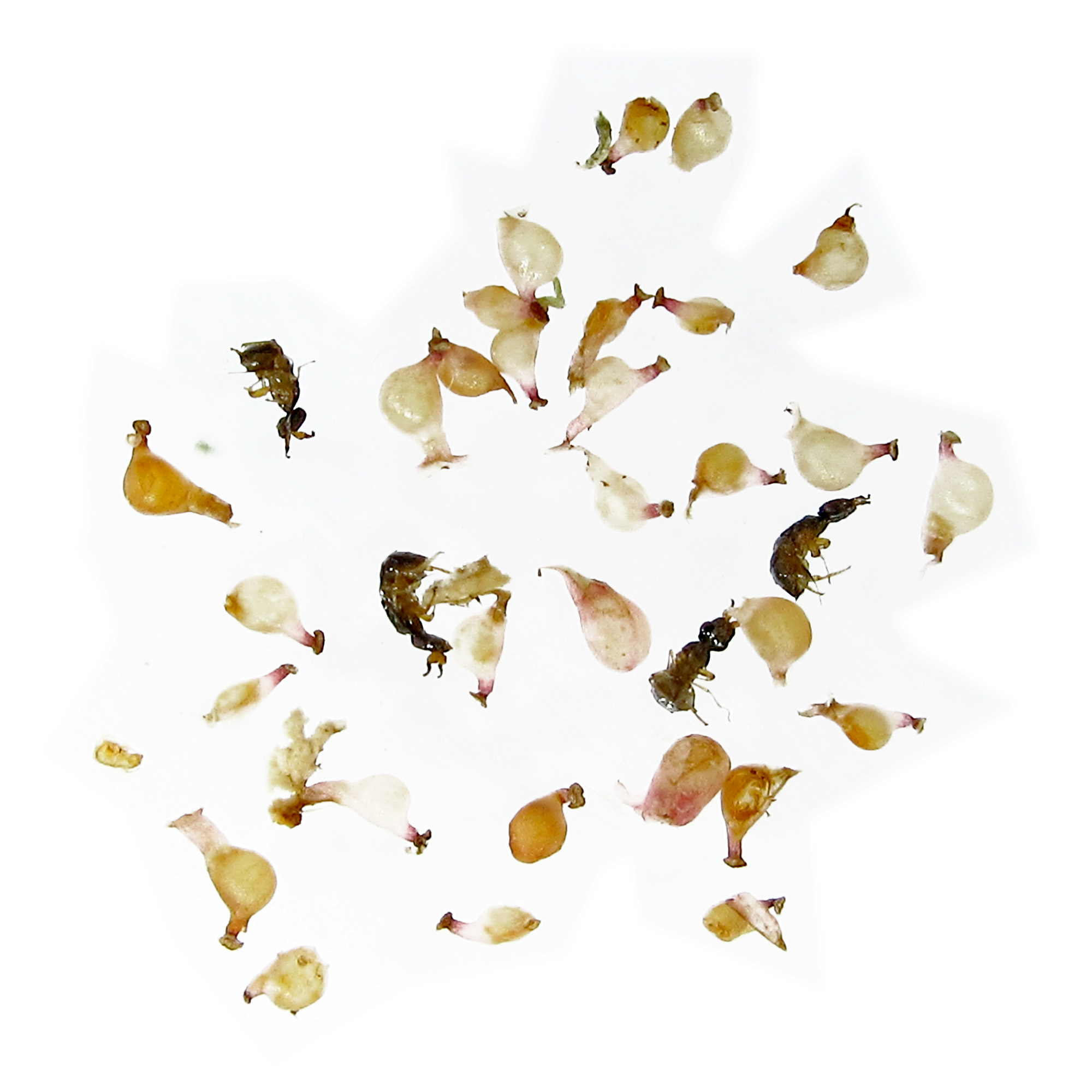 The female pollinators in side this fig are dead after laying eggs