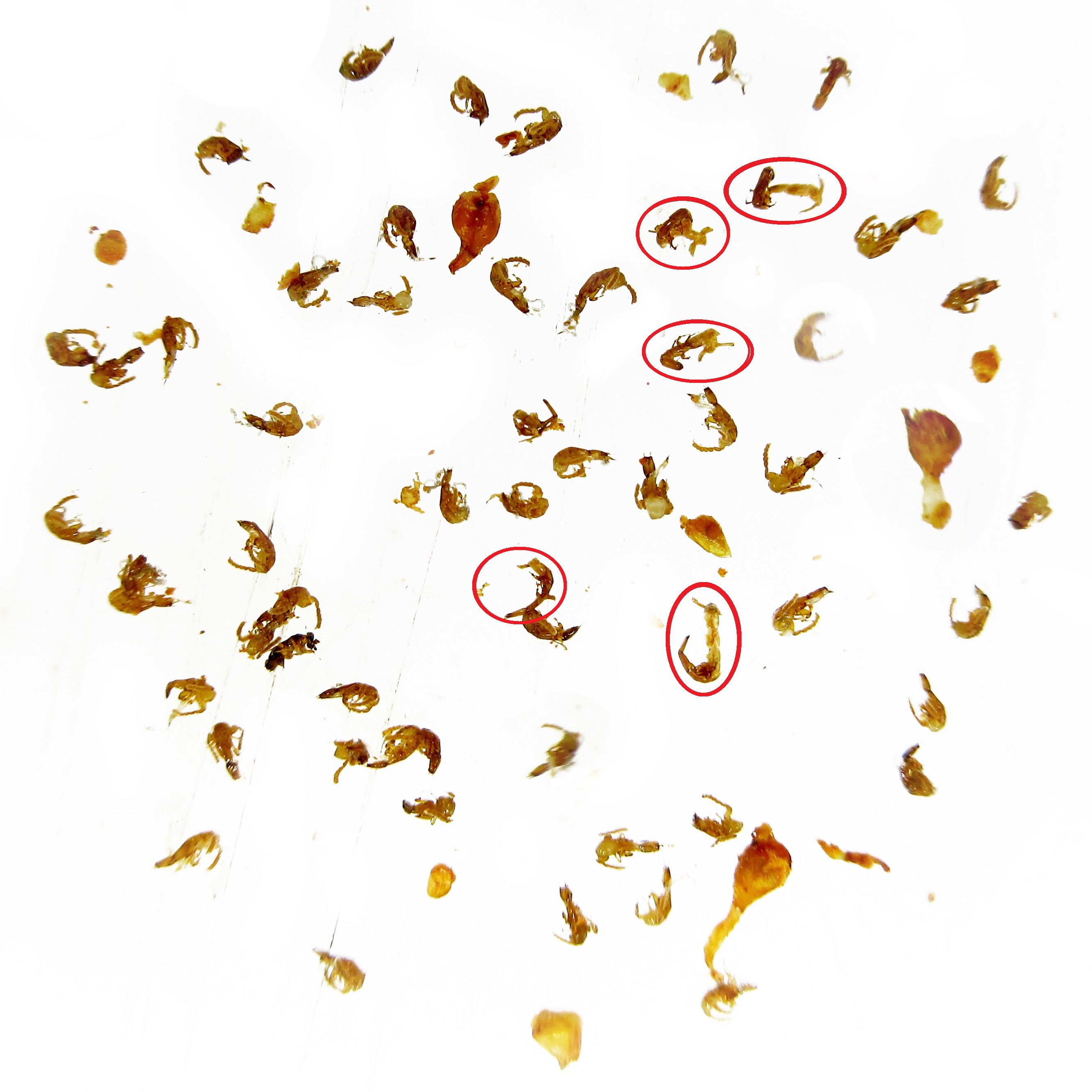 So far only one  non-pollinating Wasp species was found in Ficus lepicarpa in Sabah. The racial of Non Pollinator to Pollinator is estimated as 1 to 50+-. This is by counting the two species of dead males trapped inside a fig Ficus lepicarpa fig. 